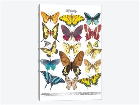 Butterflies Canvas Art By Michelle Campbell Icanvas