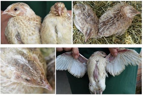 Plumage Colour In 3 Week Old Gl Quails The Upper Left Picture Shows