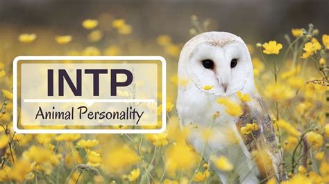 Intp Animal Personality Myers Briggs Personality Type Youtube