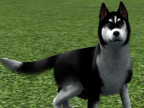 The Sims Resource Shelby Siberian Husky
