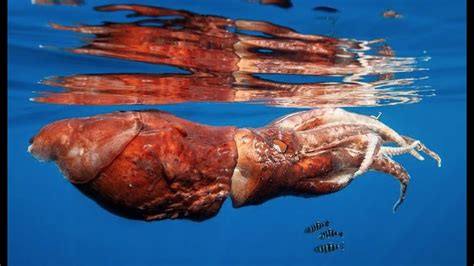 Giant Squid The Real Kraken Deepsea Oddities Youtube