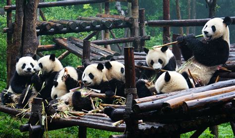Chengdu Panda Pictures Panda Photos At Chengdu Panda Base
