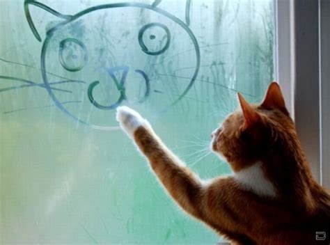 Cat Cute Drawing Funny Kitten Image 113978 On