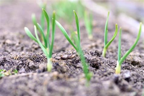 How To Grow Garlic 3 Ways Indoors And Outside In The Garden