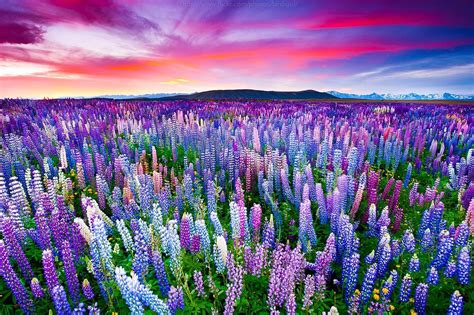 The Russell Lupins Field Near Lake Tekapo New Zealand Wildflower