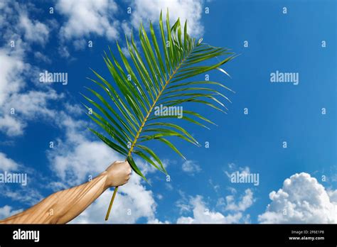 Hand Holding Branch With Blue Sky Background At Palm Sunday Celebration