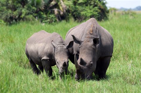 Der großteil des ostafrikanischen staats befindet sich. Uganda Urlaub in zwei Wochen - Urlaub in Uganda