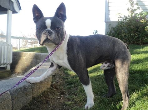 Akc Registered Boston Terrier For Sale Warsaw Oh Female Annas Blue