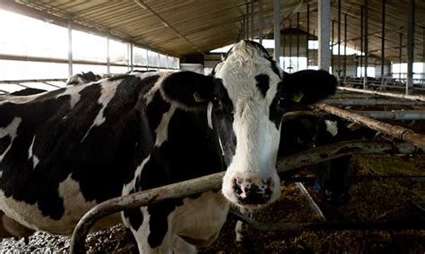 We did not find results for: Cow Manure: How to Turn Poop into Peat | Epic Gardening