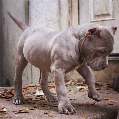 Quality means more than just a … home / products tagged merle pitbull puppies price merle pitbull puppies price. Pitbull Puppies For Sale - Manmade Kennels XL Pit Bulls