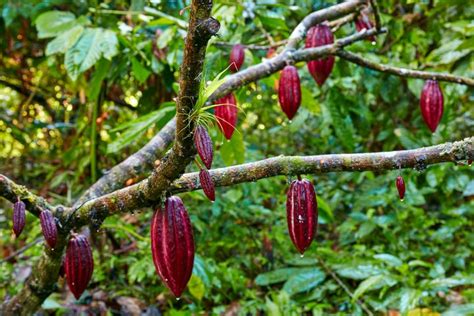 How Cocoa Beans Grow And Are Harvested Into Chocolate Cooljunewen 博客园