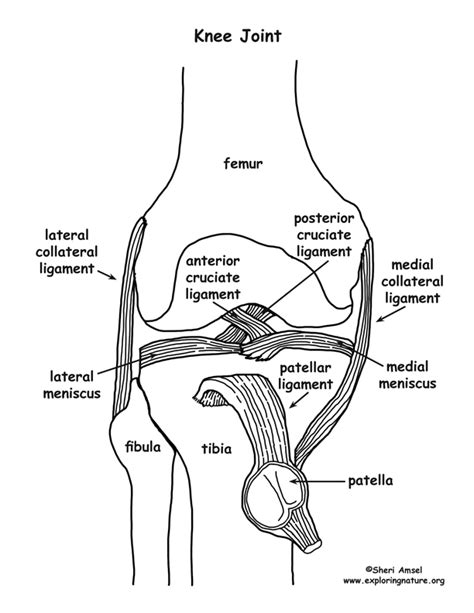 Joints - Synovial (Older Students)