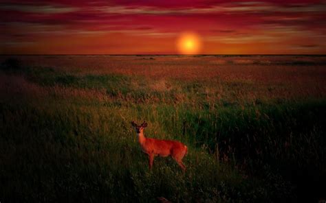 Hd Deer At Sunset Wallpaper Download Free 77389