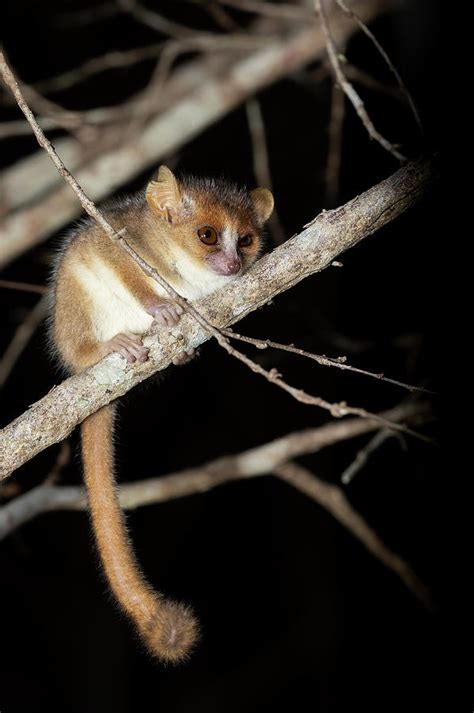 Madame Berthes Mouse Lemur Microcebus Berthae Madagascar Wildlife