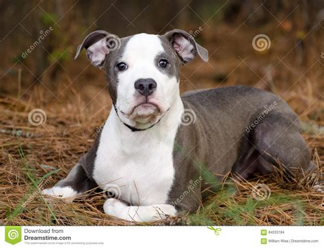 This breeding brings together amazing puppies for sale with two unique pedigrees and is guaranteed to provide quality pit bull puppies that will bring their color, structure and temperament into your home. Blue And White Pitbull Puppy Dog Stock Photo - Image of bulldog, mastiff: 84033184