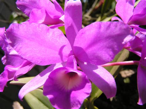 We did not find results for: Guaria | Costa Rica national flower | JuanMCV1980 | Flickr