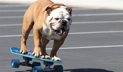Tillman Youtubes Iconic Skateboarding Dog Has Died