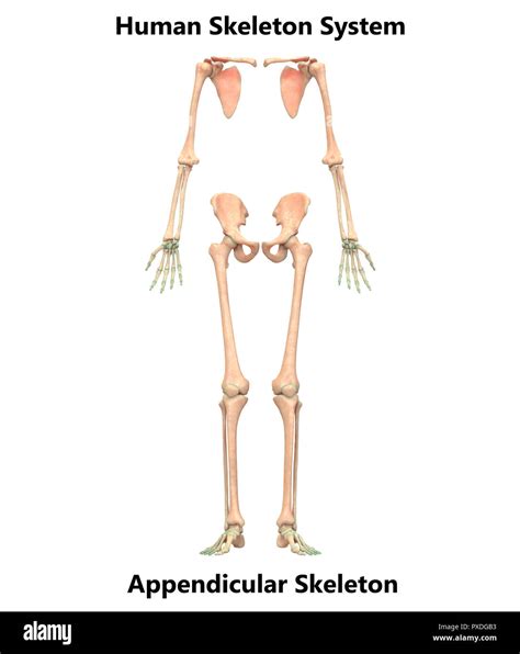 Menschliches Skelett System Appendicular Und Axialen Skelett Anatomie