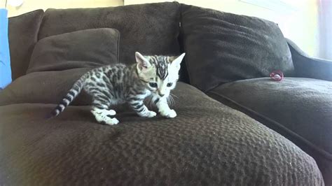 Rb dexter (silver) and rb saphira (golden) playing on the terrace. Tabby Bengal Cat Grey - Best Cat Wallpaper