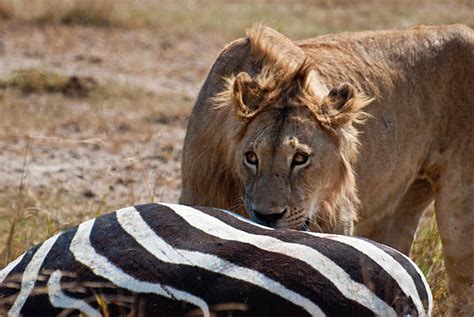 Lion Kill Zebra Pic Stock Photos Pictures And Royalty Free Images Istock