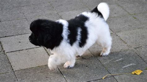 The landseer newfoundland shares its ancestry with the newfoundland breed and many do not consider it to be a separate breed but merely a color variant. Landseer Newfoundland puppy Sara. 8 weeks old - YouTube