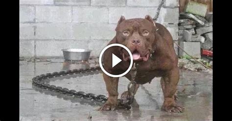 Top 10 Strongest Dogs In The World Allwp