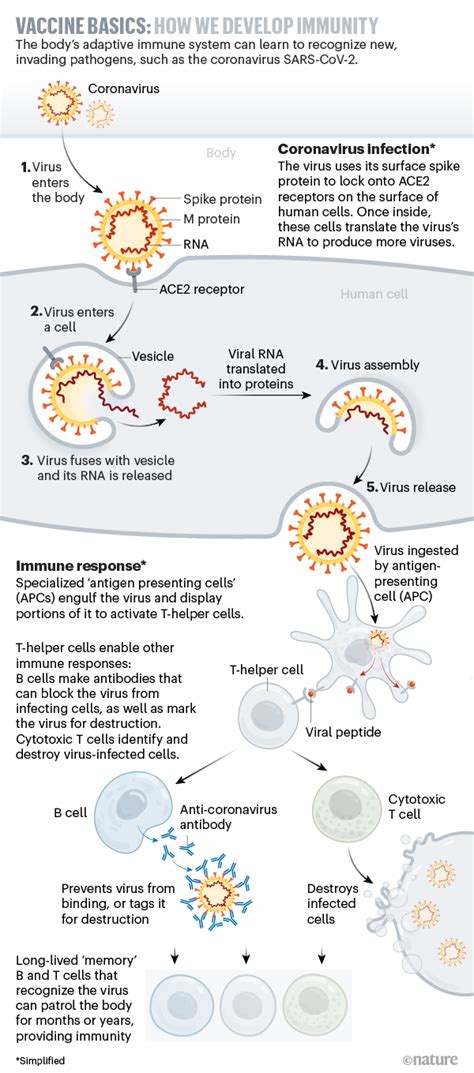 The Race For Coronavirus Vaccines A Graphical Guide
