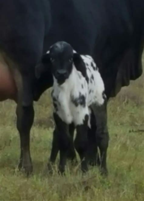 Beautiful Sardo Negro Brahma Bull Calf At Vhr Ranch In Paige Tx Gado