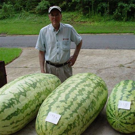 Behold 10 Enormous Watermelons That Defy Belief