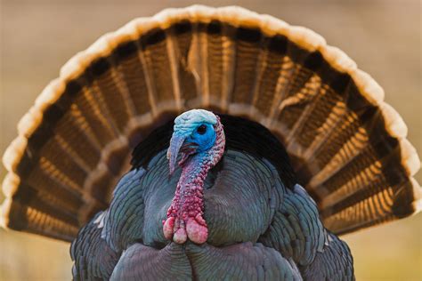 how wild turkeys made a 49 state comeback audubon new york