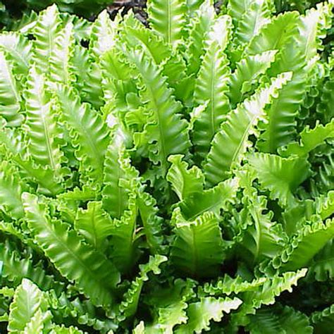 Asplenium Scolopendrium Cristatum Une Fougère Scolopendre Frisée