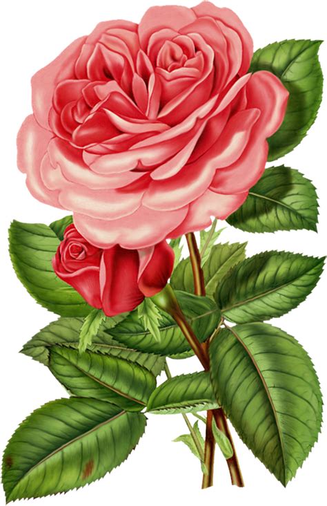 Vintage Rose Clipart 101 Clip Art