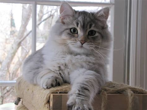 Pure White Lazy Siberian Cat For Home Siberian Cat Is A Landrace