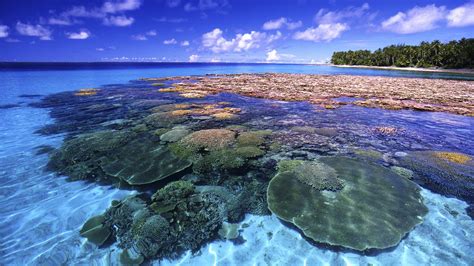 Great Barrier Reef Wallpaper 61 Images
