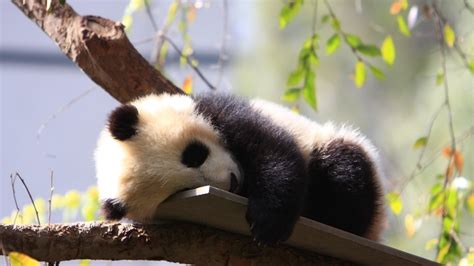 Baby Panda Sleeping Papel De Parede Hd Plano De Fundo 1920x1080