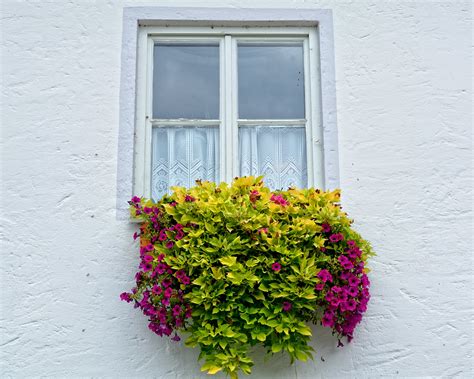 El techo, es solo uno de los existen gran variedad de plantas colgantes, de colores, formas, tamaños y texturas muy diferentes. Free Images : facade, yellow, deco, flowers, interior ...