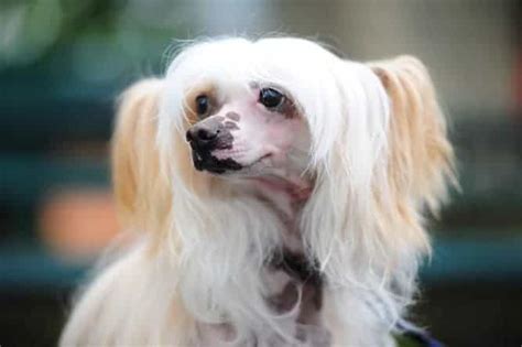 6 Chinese Crested Temperament Personality Traits Owners Love Or Not