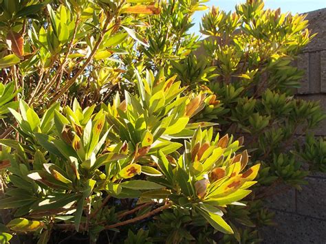 Xtremehorticulture of the Desert Carolina Cherry Laurel is from which