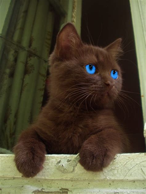 Brown Cat With Bright Blue Eyes Clan Cats