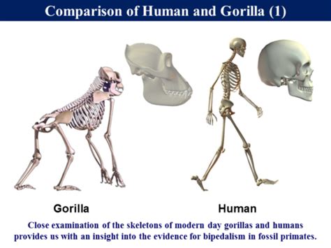B32 Human Evolution Fossil Evidence 2 Teaching Resources