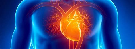 Doen As Cardiovasculares Quais S O Os Sintomas E Tratamentos