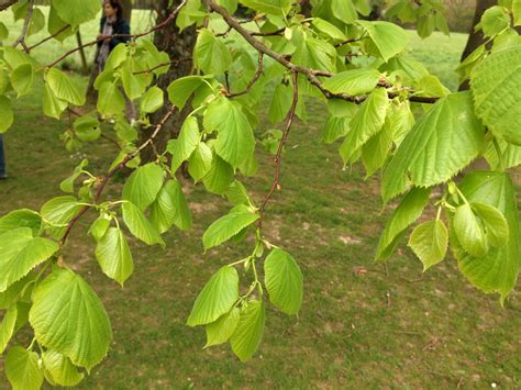 Lime Tree Linden Tree Tilia