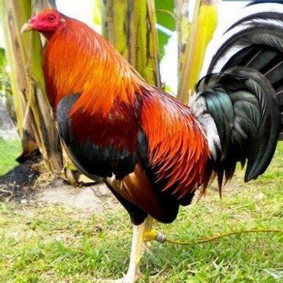 Asal usul ayam philipina & karakteristik gaya tarungnya 6 jenis asal usul ayam philipina & karakteristik gaya tarungnya menurut. Gambar Ayam Philipina : Mengenal Ayam Aduan Dari Tradisi ...