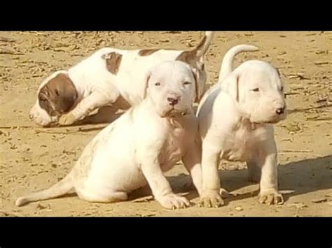 We are recognized as one of the top reputable english bulldog breeders in the country. Pakistani Bully Puppies for Sale this Week. Pak Bully Pups ...