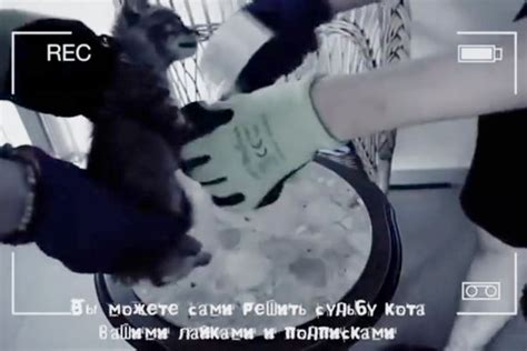 Yobs Torture Kitten In Twisted Video And Force People To Like And