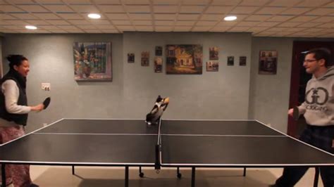 Ping Pong Cat Is The Greatest Ping Pong Cats John Mcenroe