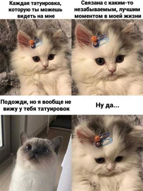 Весёлые мемы с котами Приколы