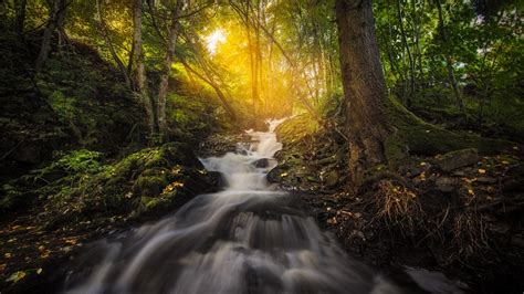 1920x1080 Forest Nature Sunbeam Trees Reflection Laptop Full Hd 1080p