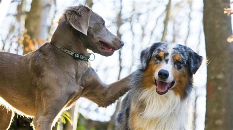 Tips On How To Make Two Dogs Become Friends