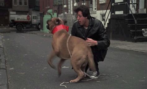 Every Breeds Best Dog In Pop Culture